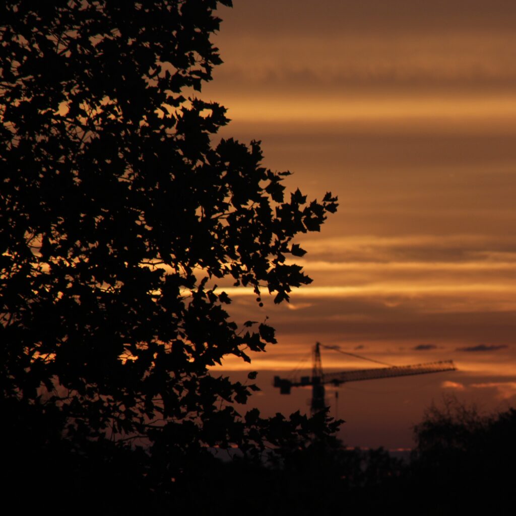sunset met boom aan de linker kant in het zwart